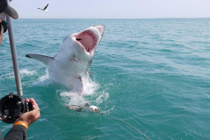 Shark Cage Diving  - Photo 1 of 6